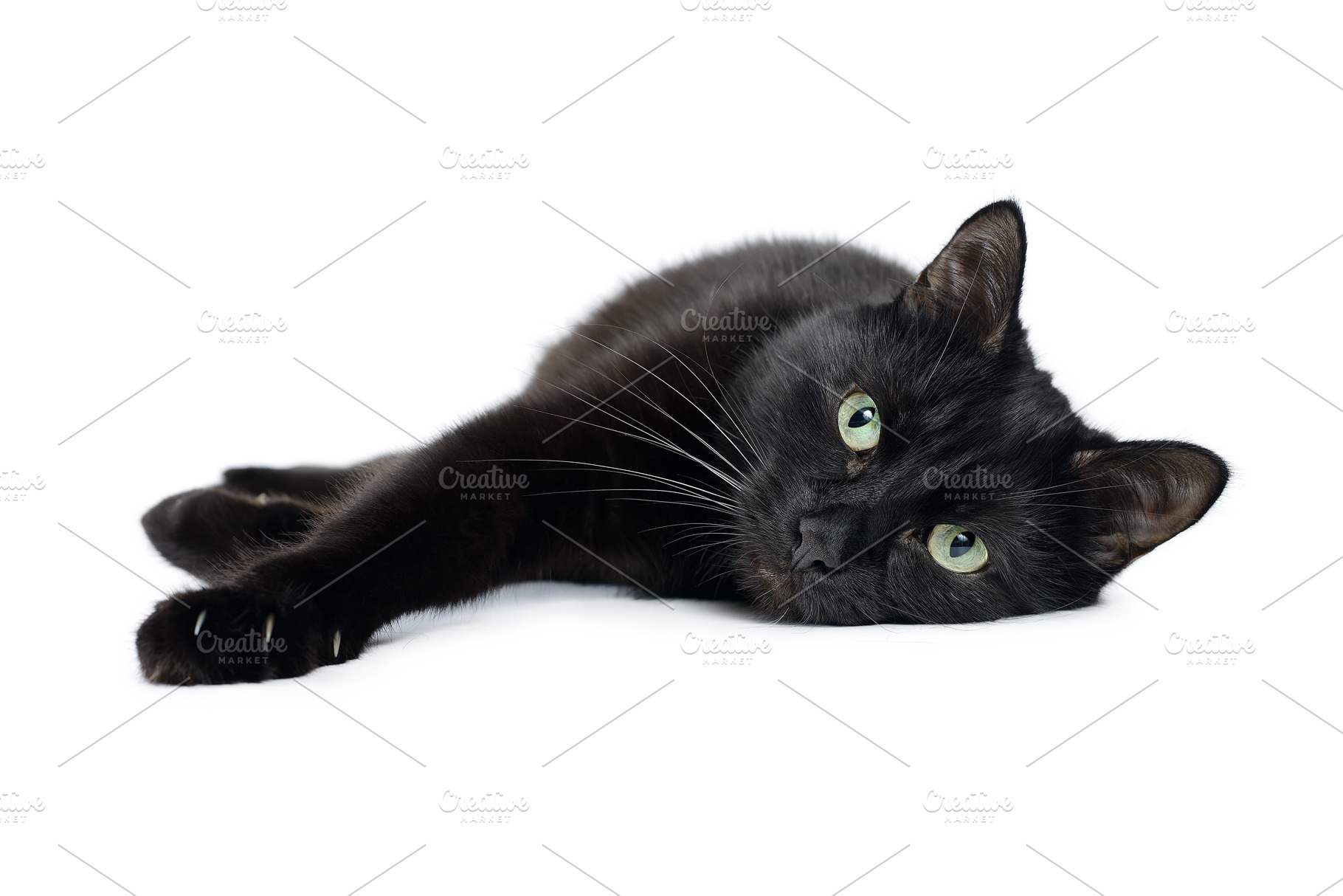 Black cat lying on its side on white, an Animal Photo by FedotovAnatoly