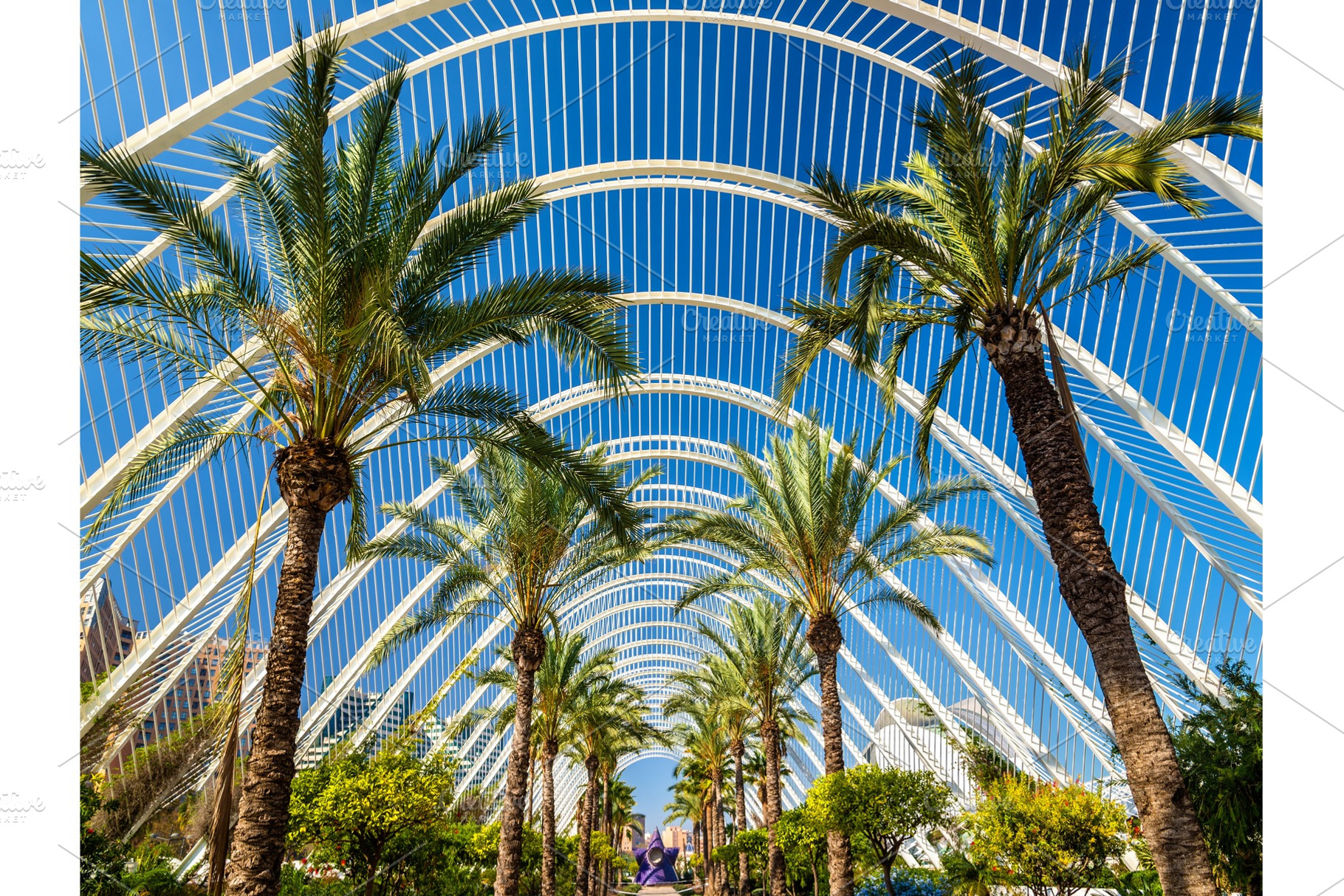 Plants in the umbracle a landscaped walk at he city of arts and sciences, a Nature Photo by Leonid Andronov