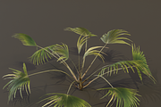 The Chinese Palm Bush, a Plants & Tree 3D Model by FuturePastCreatives (Thumbnail 5 of 7)