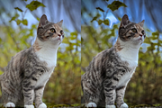 10 Pets Lightroom Presets for Mobile, a Preset Add-On by RamsaGraphi (Thumbnail 10 of 10)