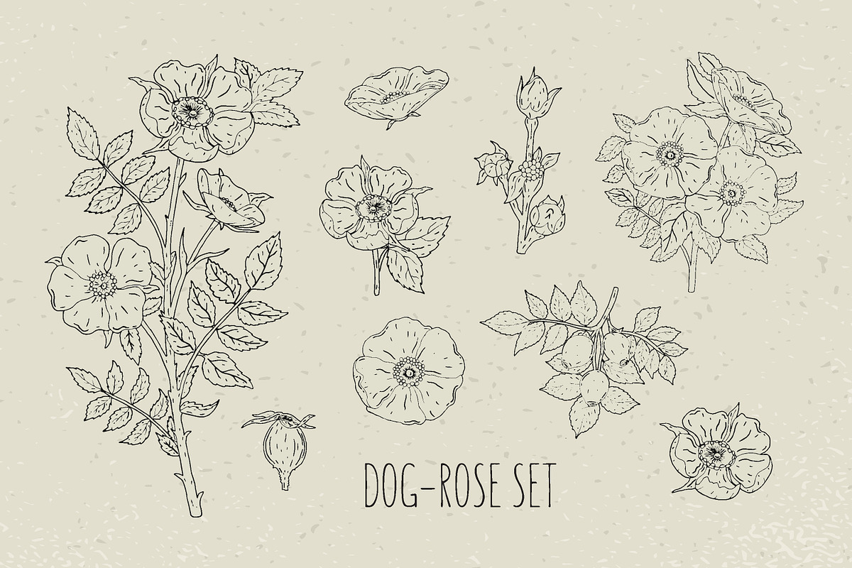 Dog-roses set and seamless pattern, a Decorative Illustration by Good Studio (Photo 2 of 9)