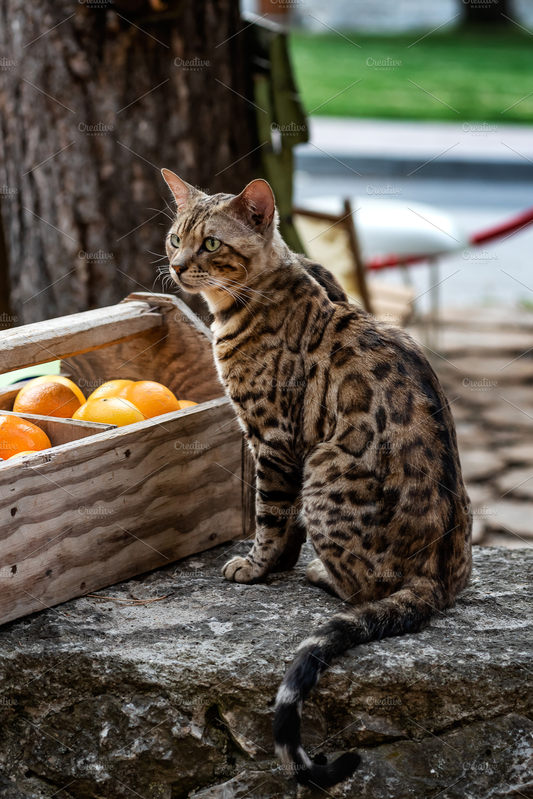 Bengal cat, a Photo by wr7 Media