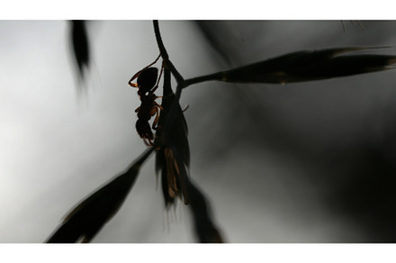 Close up of an ant on a a thin twig, an Animal Photo by Media Whale Stock