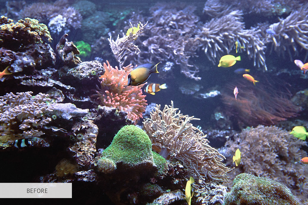 Underwater Photography Presets, a Plug-in Add-On by FixThePhoto (Photo 28 of 32)