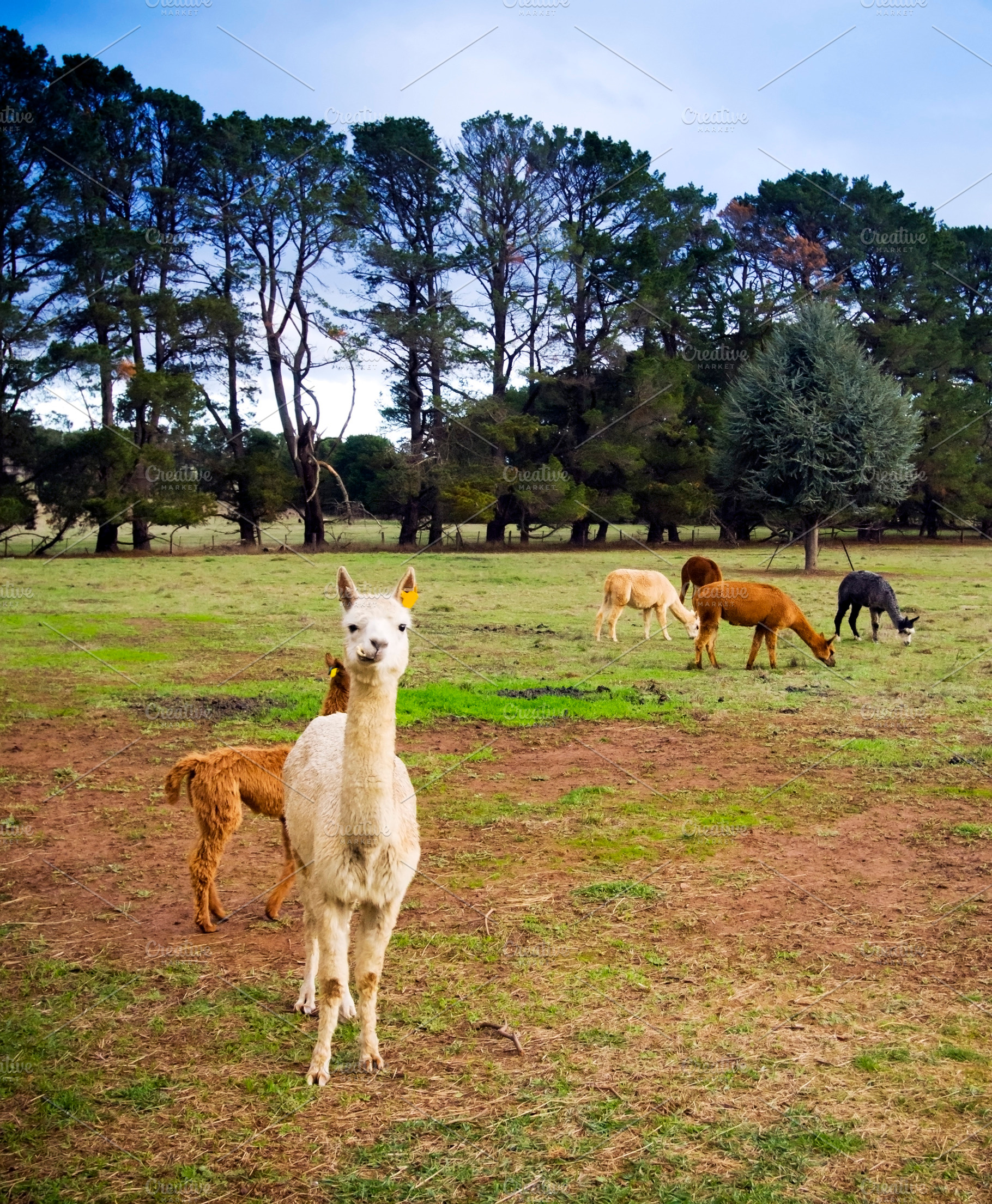 Alpaca, an Animal Photo by THP Creative