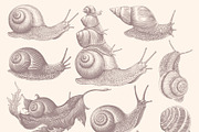 Design set Snails. Vector engraving, an Animal Illustration by Vector Engraving (Thumbnail 4 of 4)