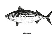Fish collection, part 3, a Food Illustration by ZotovShop (Thumbnail 3 of 11)