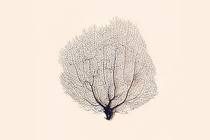 Sea Coral