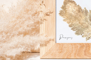 Pampas Grass. Boho Dry Herbs.