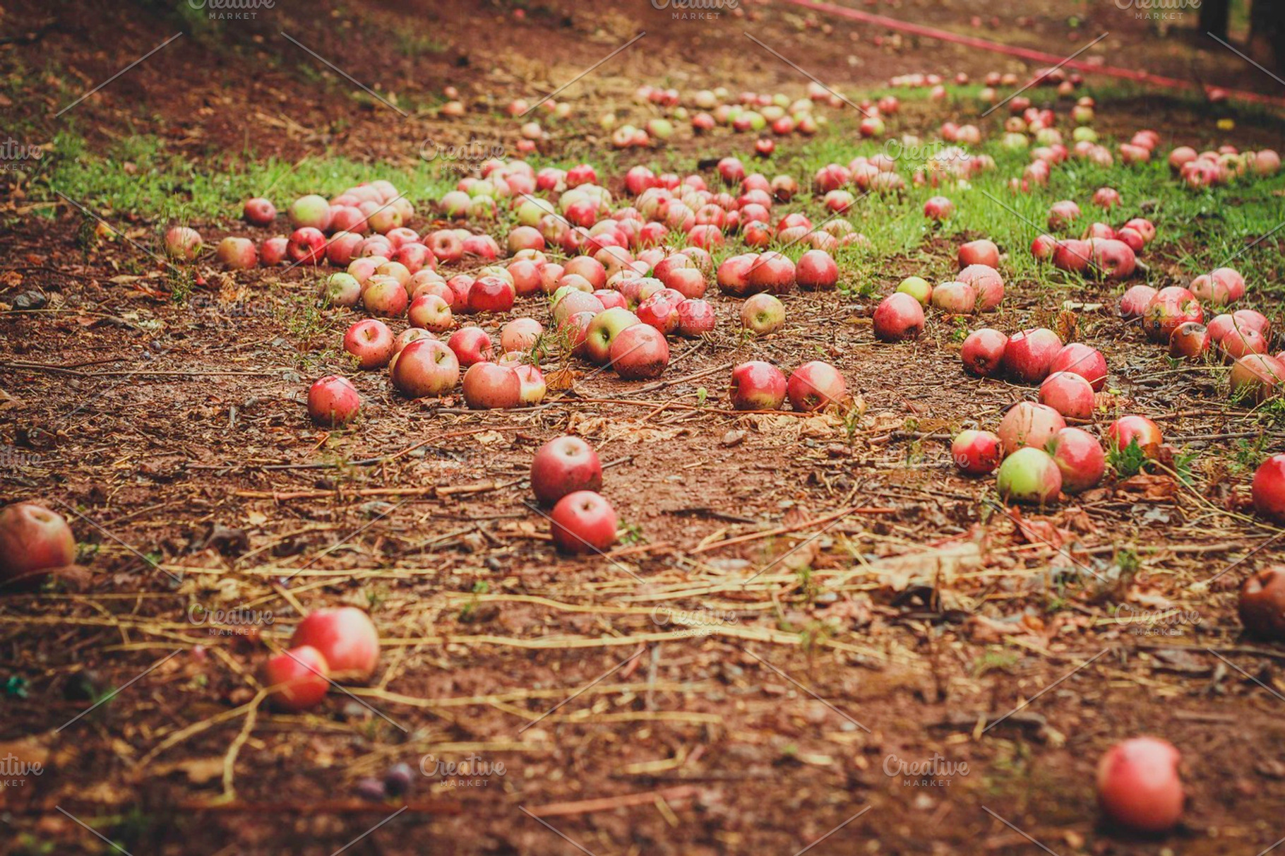 Fallen Apples, a Food & Drink Photo by Lemonee on the Hills