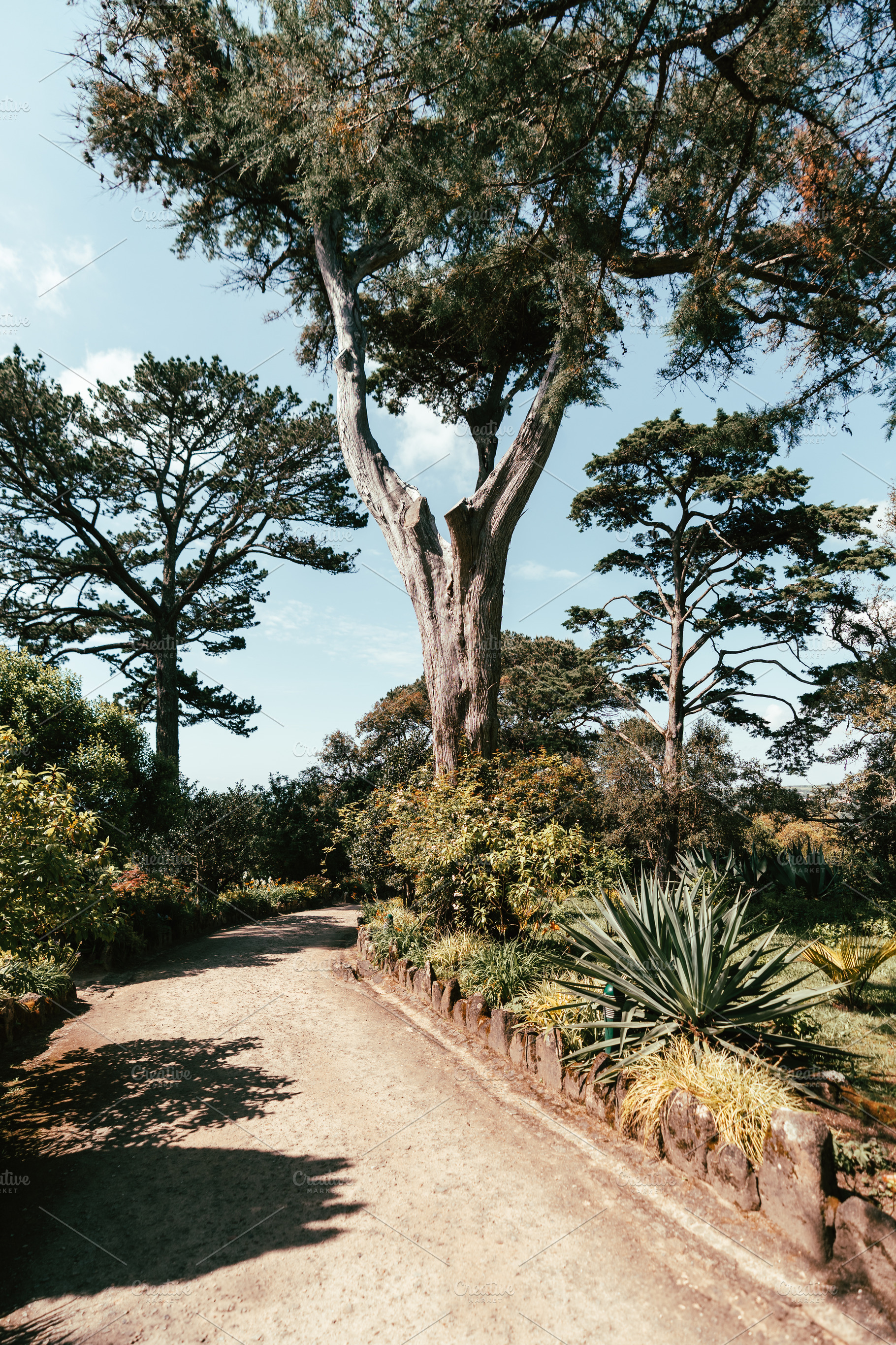 Garden path with tall pine trees, a Nature Photo by SkyNext