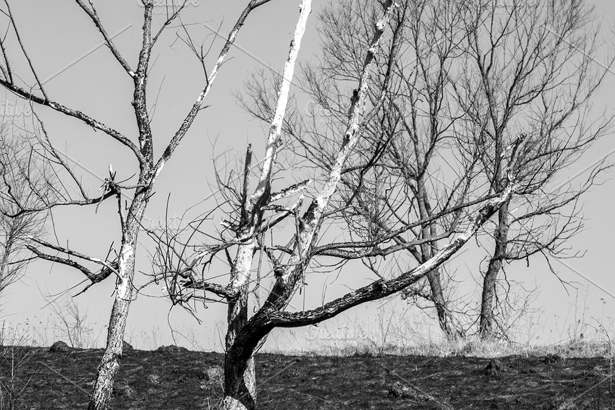 The scorched earth, a Nature Photo by Schreibikus (Photo 1 of 3)