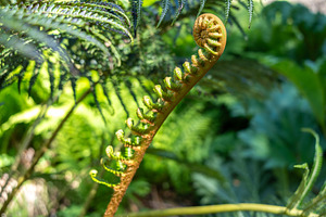 Young curled fern frond unfurling in a lush green environment, a Nature Photo by GoodGoods