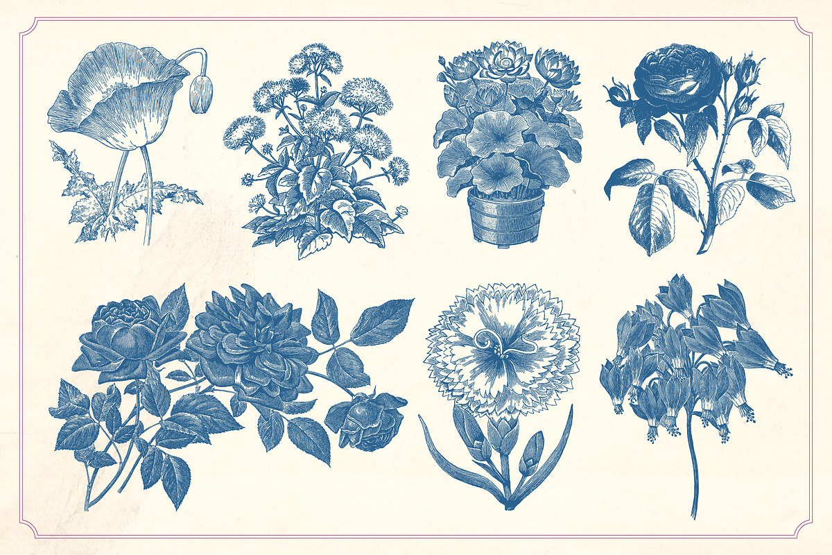 Vintage Flower Illustrations, a Decorative Illustration by Mr Vintage (Photo 2 of 13)