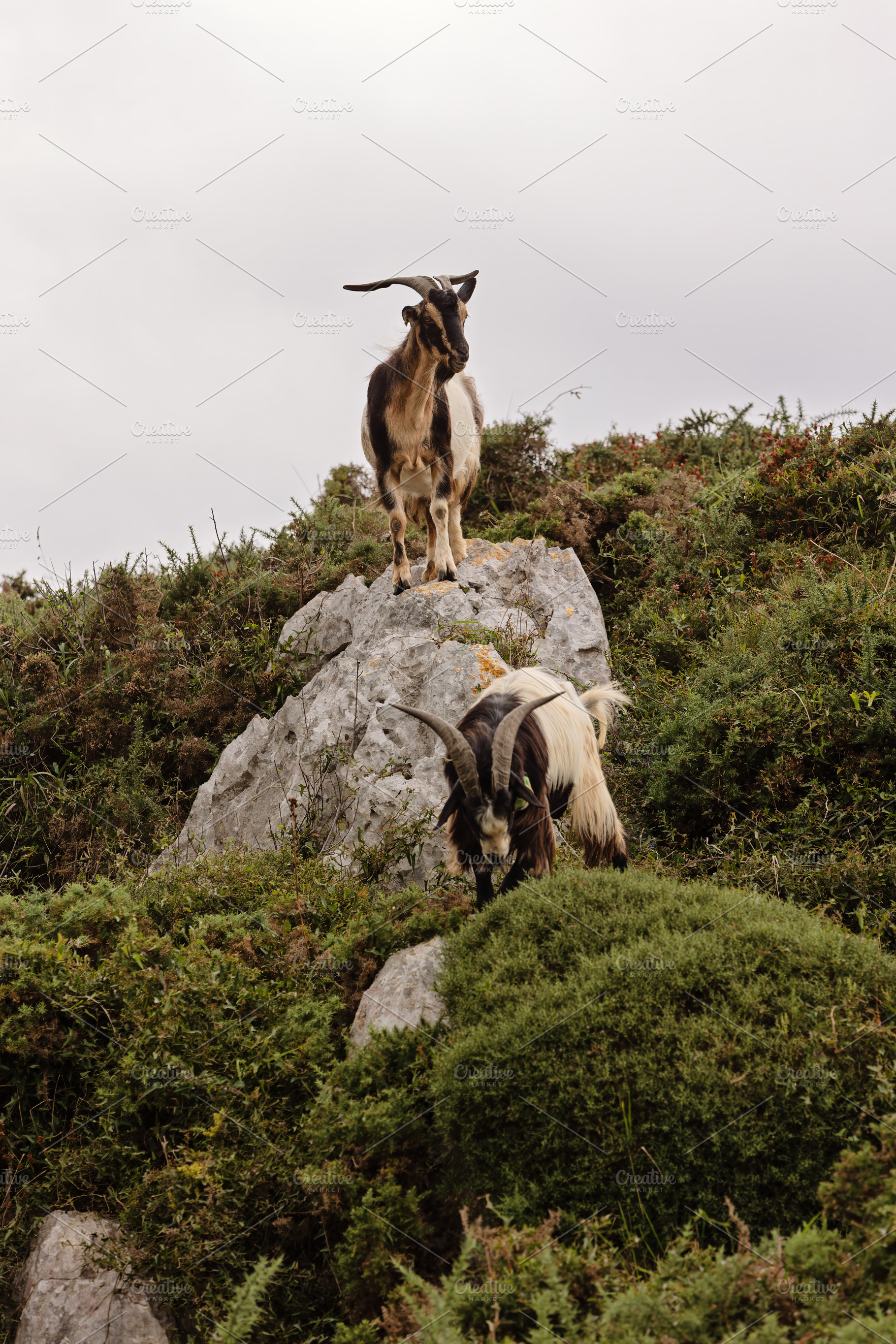 Mountain goats on a rock in a natura, an Animal Photo by Perpis