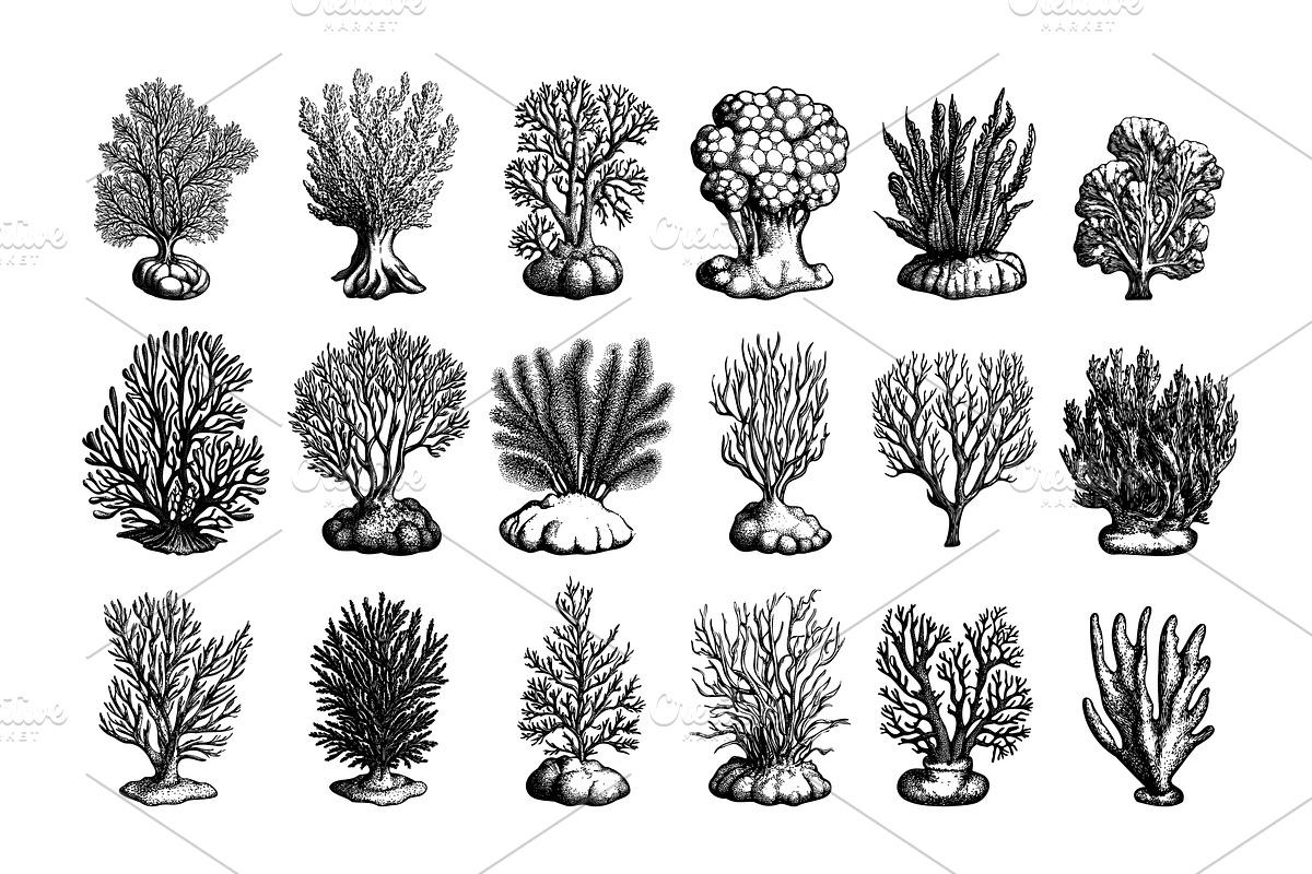 Underwater seaweed corals engraving, an Animal Illustration by Valerie Bodnar
