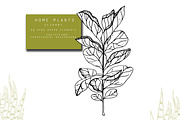 Home Plants Clipart Collection, a Graphic by Hand drawn Boutique (Thumbnail 9 of 10)