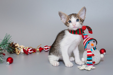 Small  oriental kitten in a red scarf
