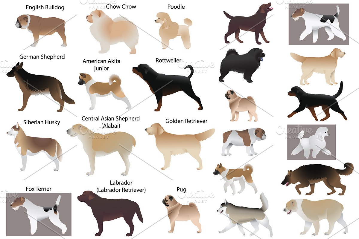 Dog show, an Animal Illustration by Viktoria.1703