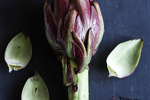 Siena Artichoke 