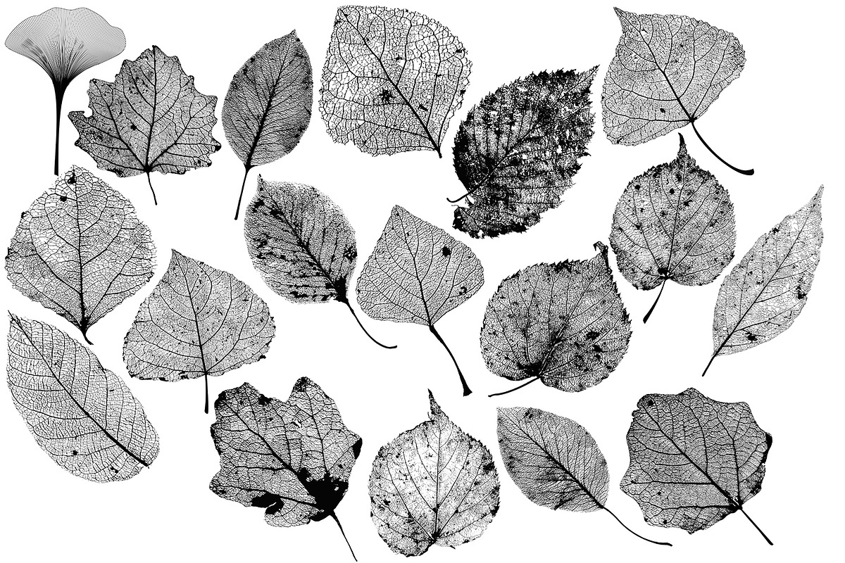 Leaf Structure Skeletons, a Brush Add-On by Kseniya-Omega (Photo 7 of 7)