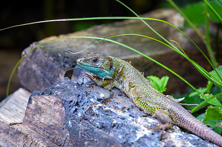 Black green lizard, lacerta schreiberi perched on a log., an Animal Photo by CreativePhotoSpain