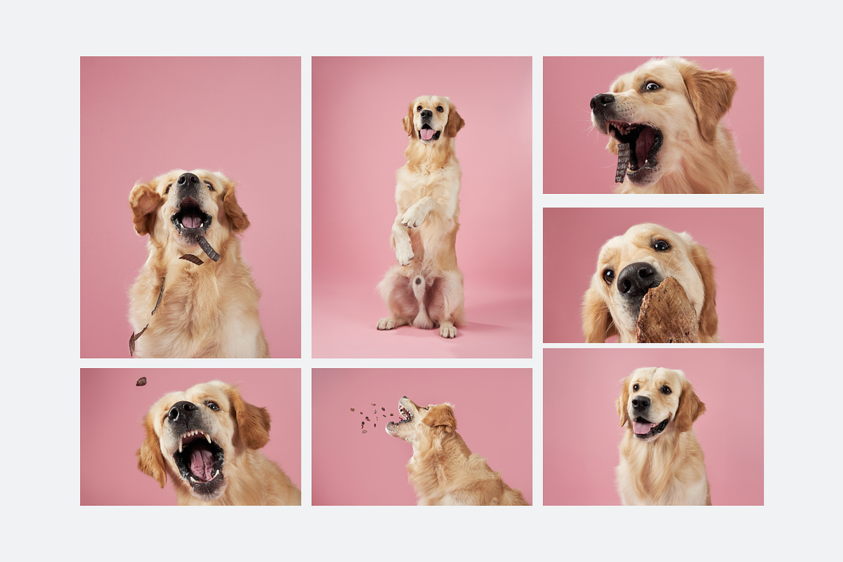 Dog Treats Studio Photo Pack – 16ph, an Animal Photo by Animalistica (Photo 2 of 3)
