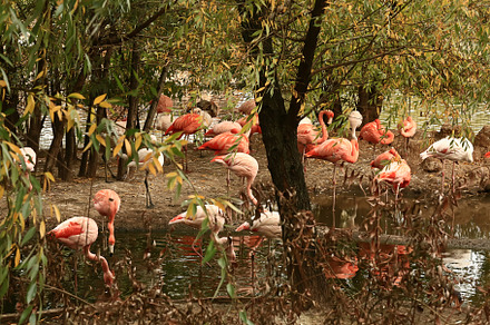 Pink flamingos in autumn park by the lake, an Animal Photo by sabyna75