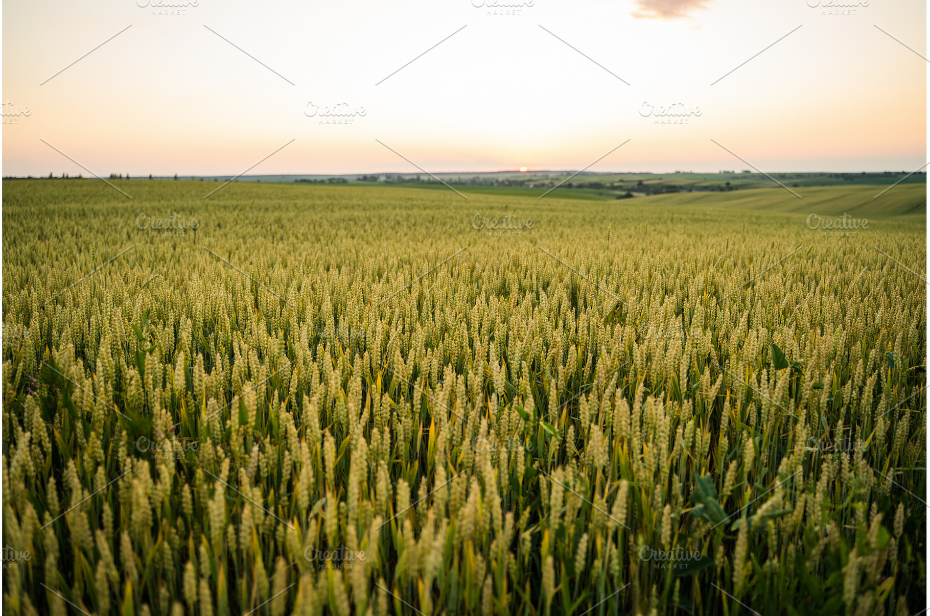Wheat field under sunset sky, rural, an Animal Photo by volodymyrshtun13795