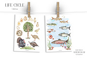 Watercolor Life Cycle Bundle 2, an Education Illustration by MayaNavits (Thumbnail 14 of 14)