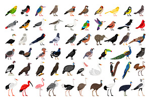 Big Set Of Different Birds