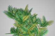 Pinanga coronata, an Environmental 3D Model by AndrewWhite (Thumbnail 22 of 25)