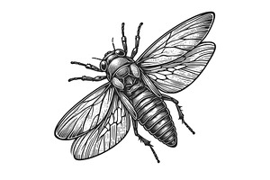 Cicadidae Insect Engraving Sketch