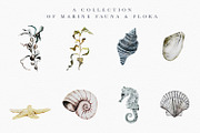 Aqva Regia - Underwater Designer Set, an Illustration by studioequinox (Thumbnail 3 of 9)