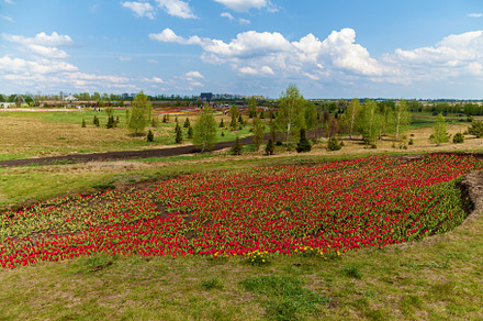 Beds with tulips featuring flower, plant, and tulip, a Nature Photo by Photostock