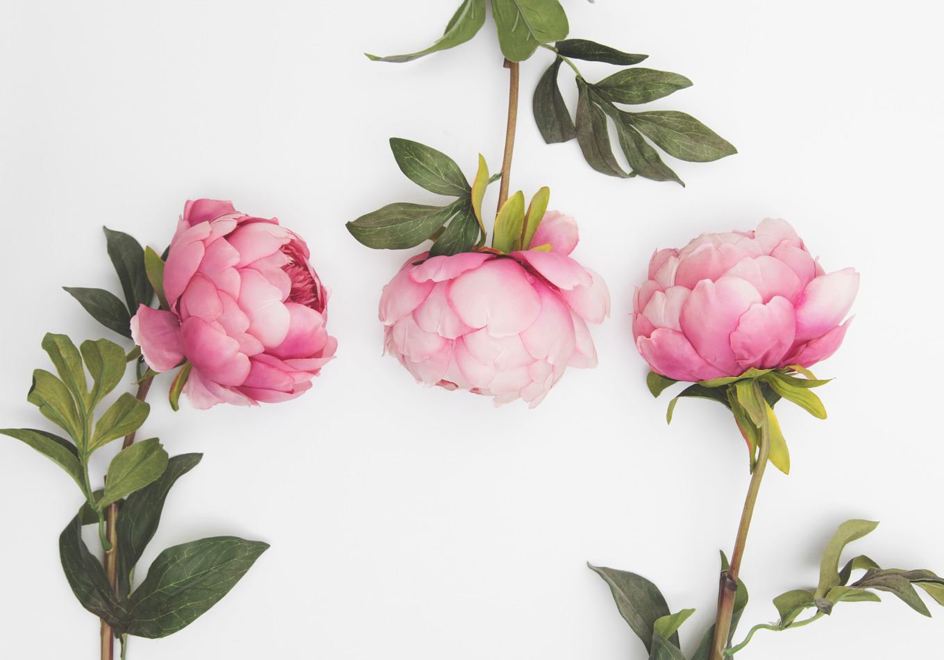 Pink flower header/hero image Stock Photos Creative Market