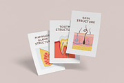 Human internal organs illustration, a Healthcare Illustration by Neliakott ♥ (Thumbnail 7 of 7)