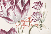Hortus Vintage Flowers Prints, a Decorative Illustration by Digital Museum (Thumbnail 6 of 9)