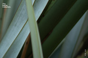 Natural textures - Green edition v03, a Texture Graphic by Haehae photography (Thumbnail 6 of 8)