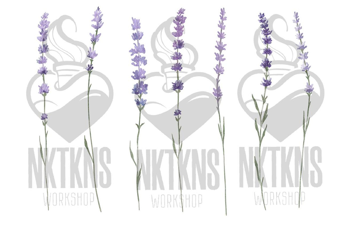 Lavender watercolor flower clipart., a Decorative Illustration by NKTKNS (Photo 2 of 7)