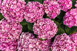 Pink hydrangea flowers bush featuring hydrangea, flowers, and hydrangea photo