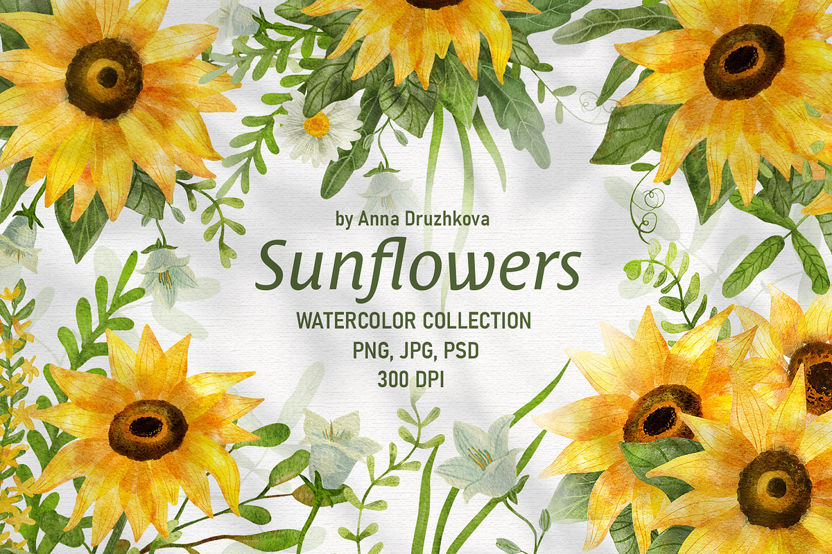Sunflowers Watercolor Collection, an Illustration by Anna Druzhkova (Photo 1 of 17)