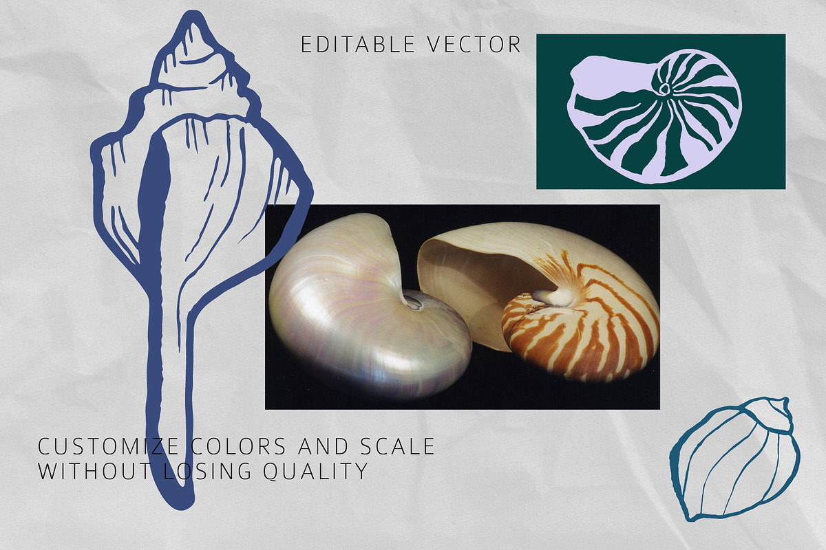 Seashells Hand drawn vector elements, a Seasonal Illustration by Lena Nikolaeva (Photo 6 of 14)