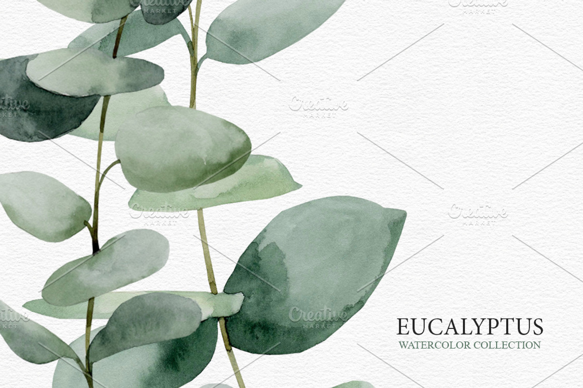 Eucalyptus collection, a Decorative Illustration by Colibri Watercolor (Photo 5 of 5)