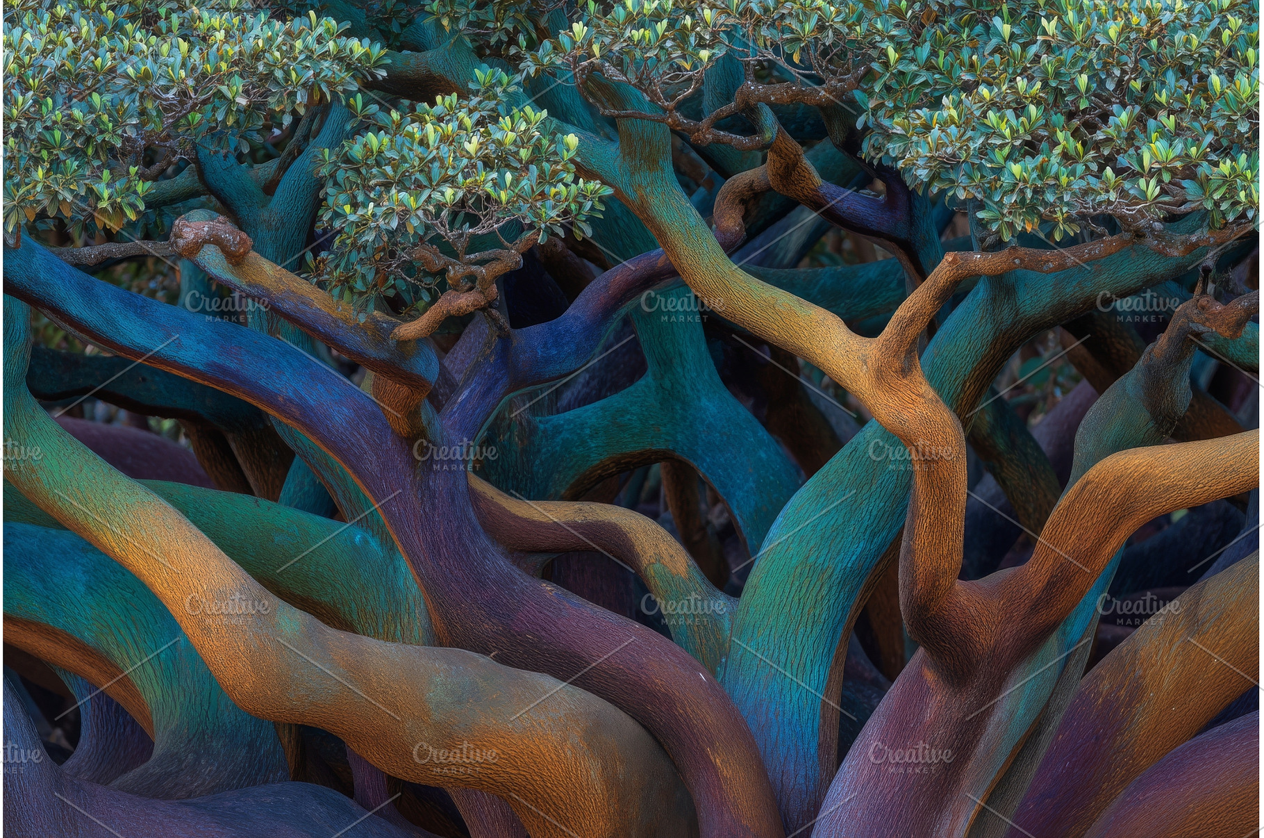 In the mangrove forest, numerous, a Nature Photo by ZinetroN
