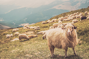 Sheep Herd