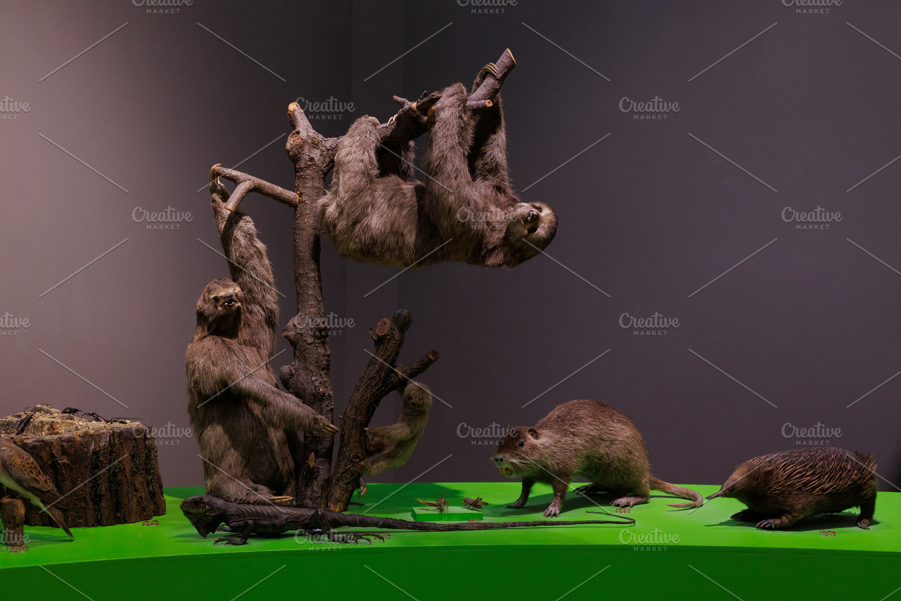 Green iguana, Coypu, Western long-beaked echidna, Brown-throated three-toed slo, an Animal Photo by Bepslabor