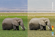 25 Safari Lightroom Presets LUTs, a Preset Add-On by SparkleStock (Thumbnail 4 of 15)