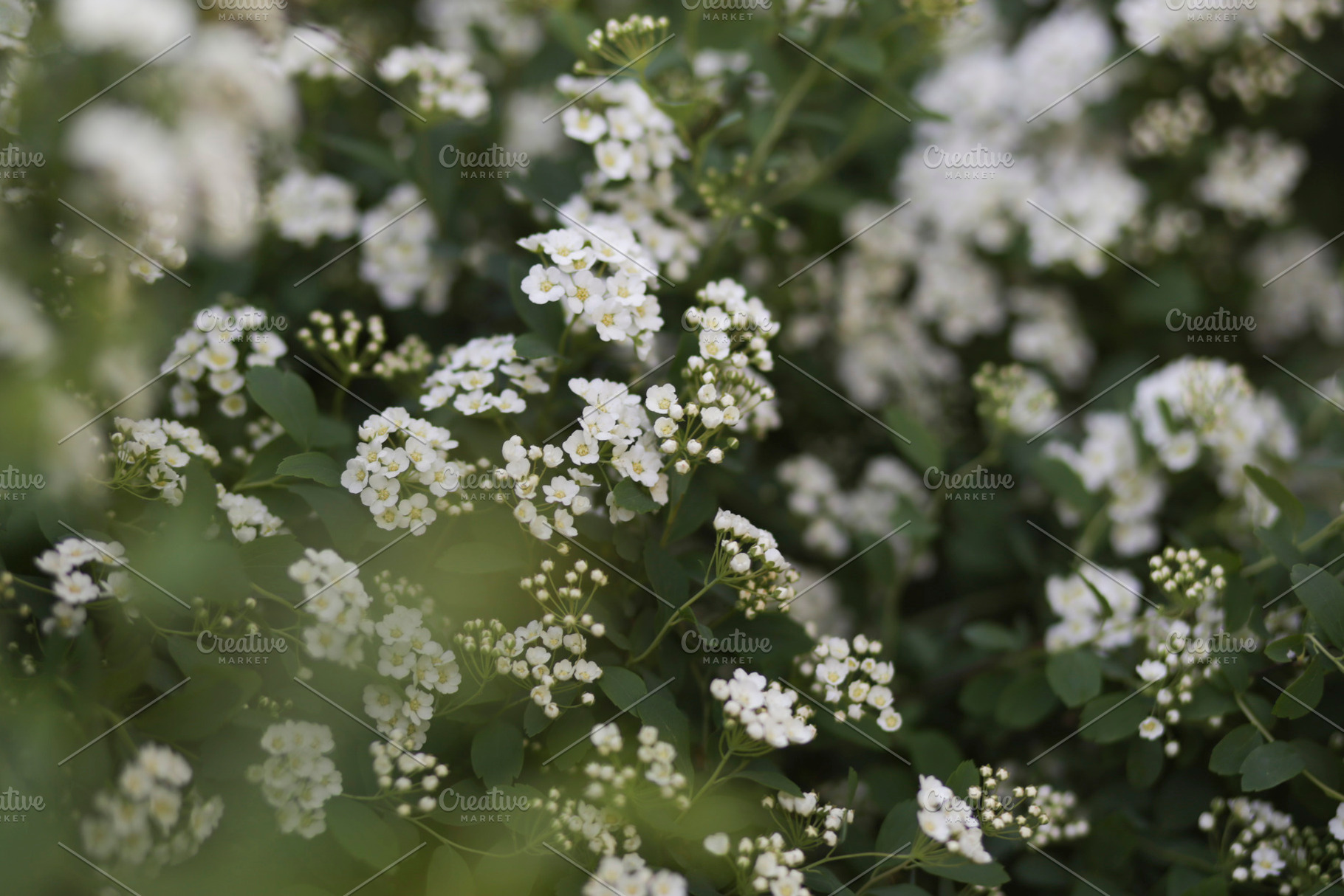 White flowers bushes bride, a Nature Photo by E+A Store