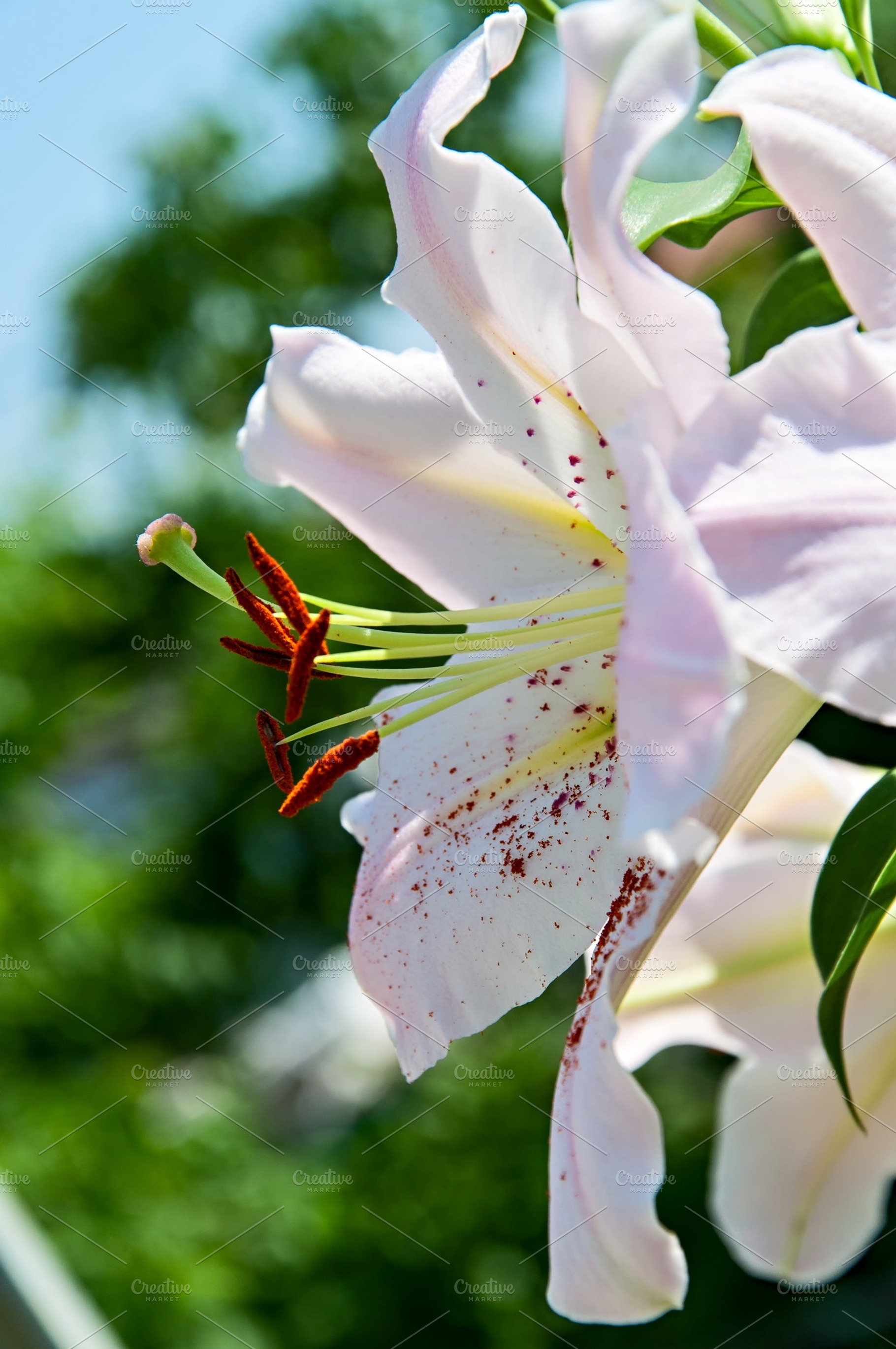 Lily